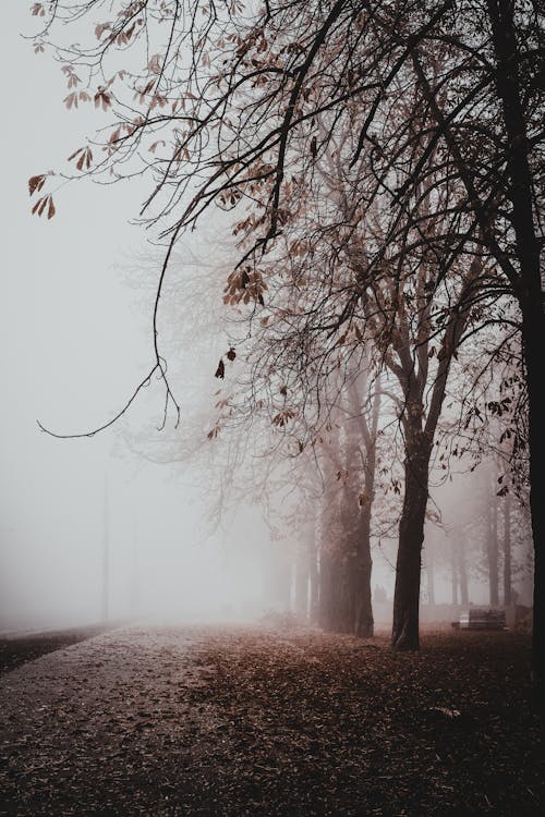 Fotobanka s bezplatnými fotkami na tému chodník, hmla, krajina