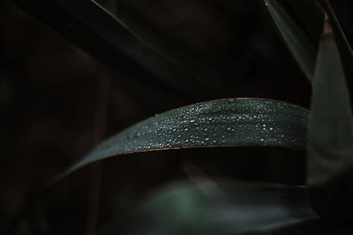 Základová fotografie zdarma na téma dešťové kapky, detail, kapky rosy