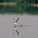 White bird with gray wings hunting on fish on calm river on blurred background of verdant embankment