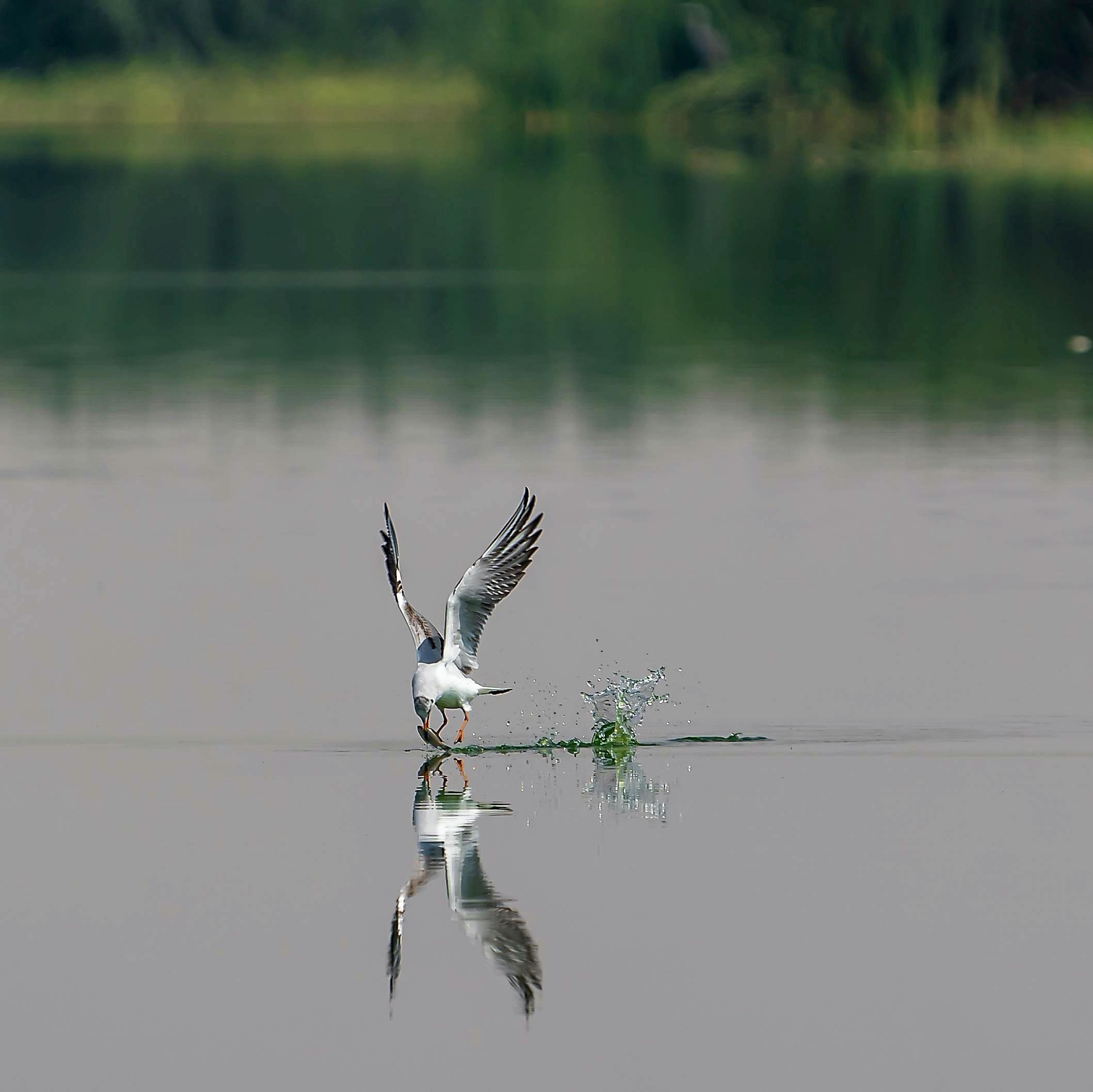 Bird Catching Fish