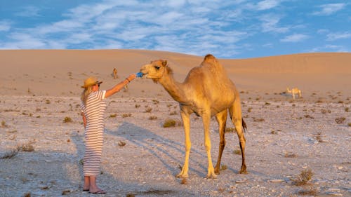 A Woman Giving the Camel a Water