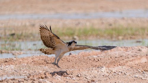 Безкоштовне стокове фото на тему «osprey, ґрунт, дзьоб»