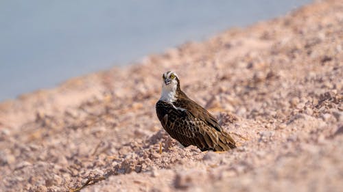 Free A Bird Perched on the Ground Stock Photo