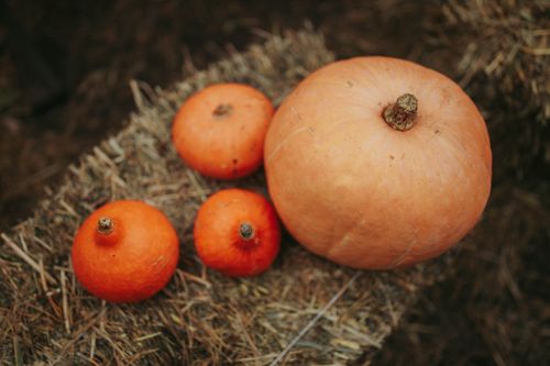 Free Close-up of pumpkins and squash resting on hay, evoking a warm, rustic fall vibe. Stock Photo