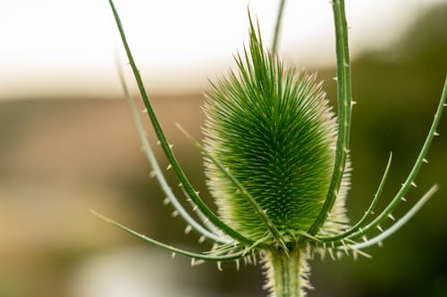 Ilmainen kuvapankkikuva tunnisteilla 4k taustakuva, asteridit, caprifoliaceae