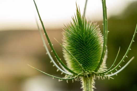 Macro Photography of a Wild Teasel