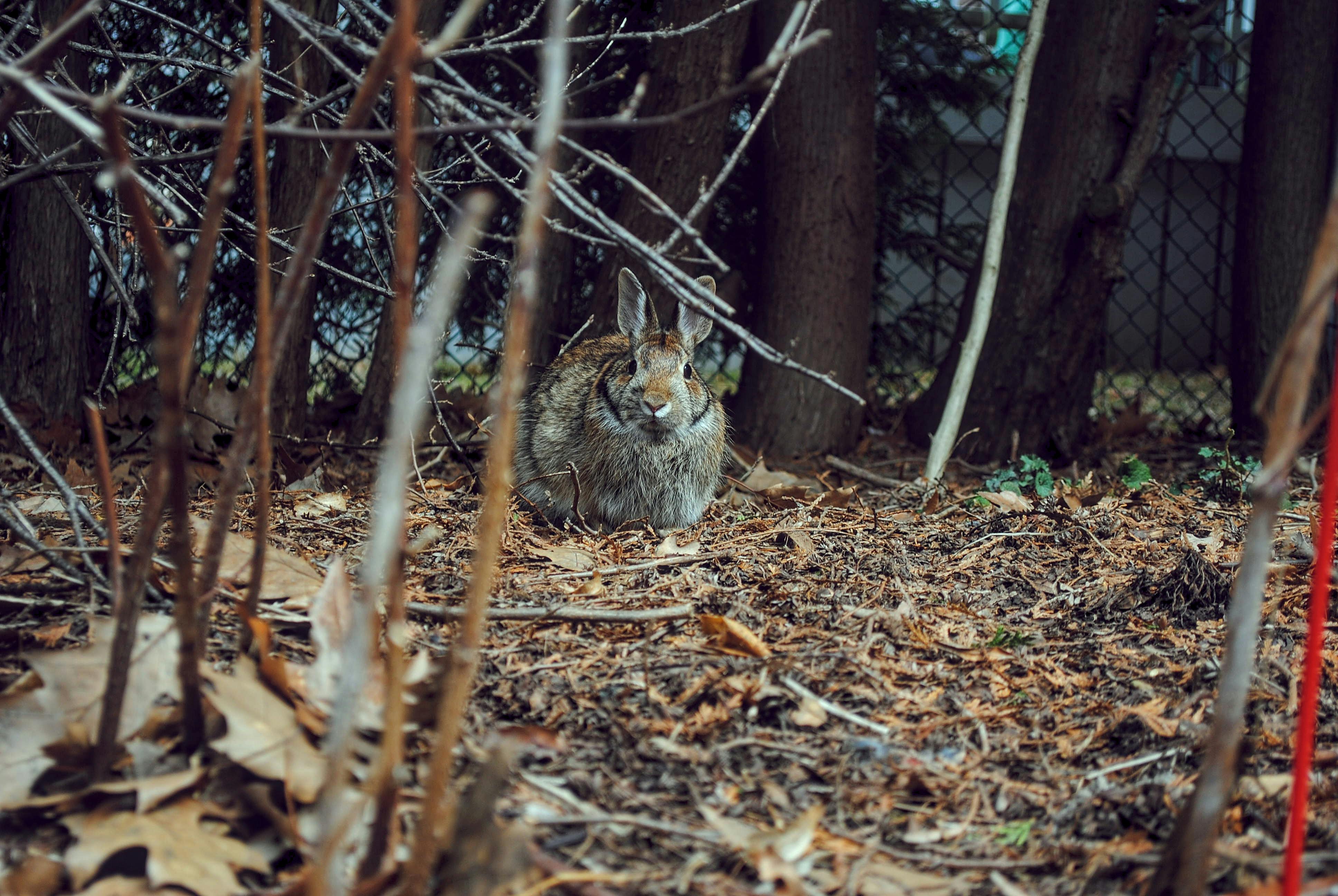 rabbit on leaves in autumn