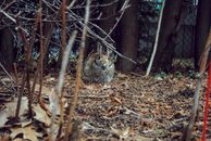 Rabbit on Leaves in Autumn
