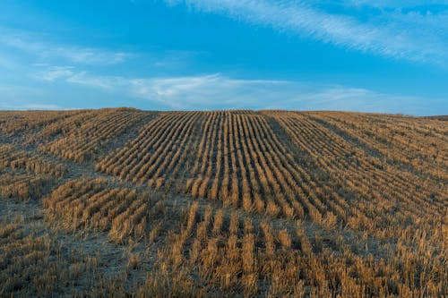 Gratuit Imagine de stoc gratuită din agricultură, câmp, cer albastru Fotografie de stoc