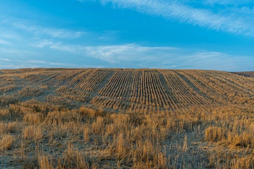 Imagine de stoc gratuită din agricultură, câmp, cerul albastru clar