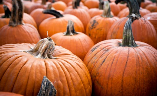 Why Pumpkins Love Fall Weather Best