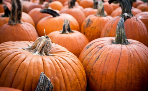 Free A close-up view of vibrant orange pumpkins in rows, ideal for fall harvest themes. Stock Photo