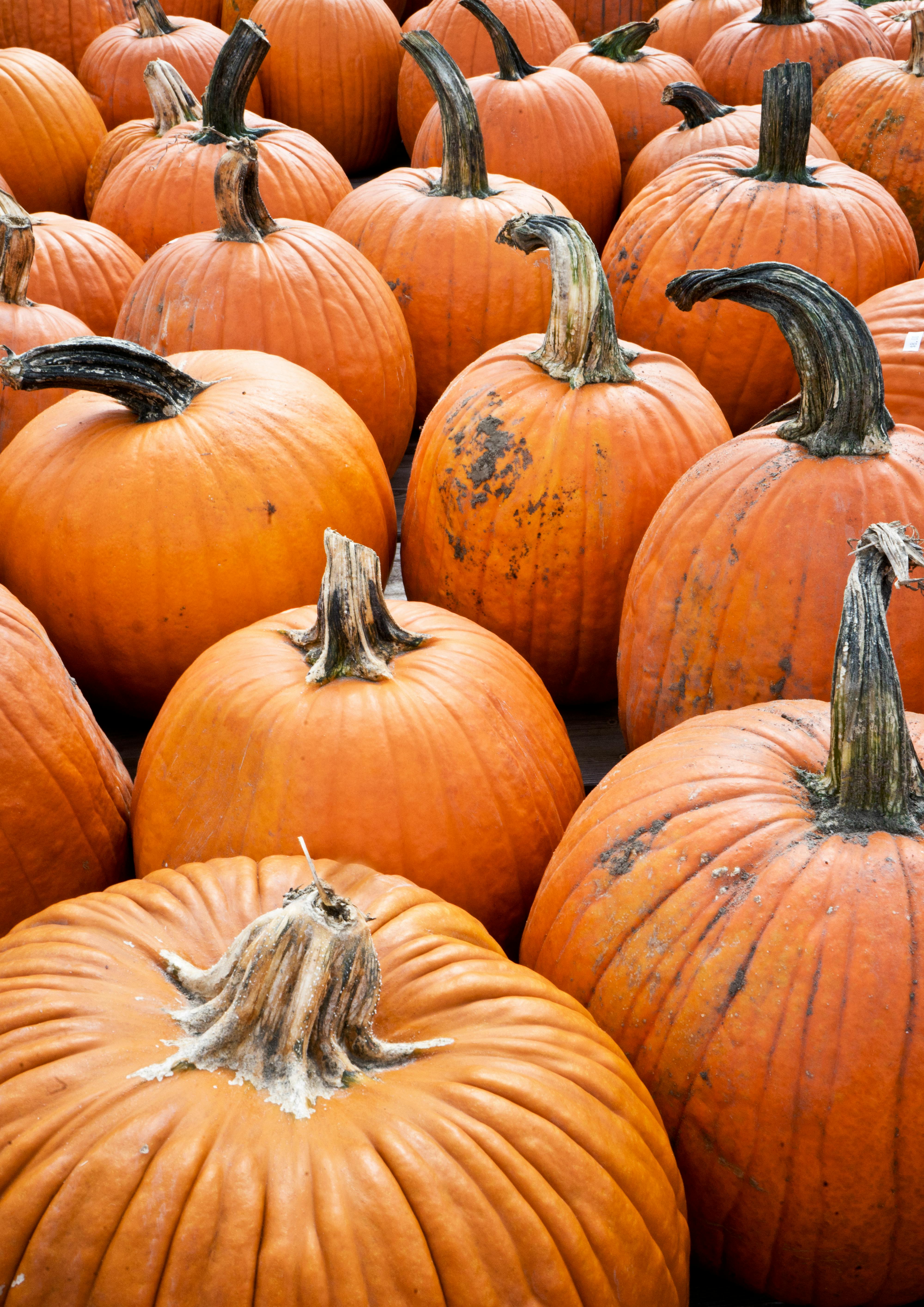 Free Orange Pumpkins on the Ground Stock Photo