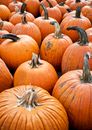 Orange Pumpkins on the Ground