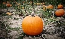 Orange Pumpkin on Brown Soil