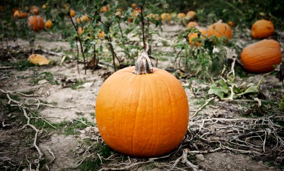 A ripe pumpkin rests in an outdoor field during fall, symbolizing harvest season.
