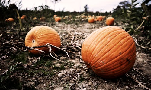Pumpkins Lying on the Ground on a Pumpkin Patch 