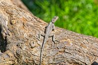 Black and White Lizard on Brown Tree Trunk