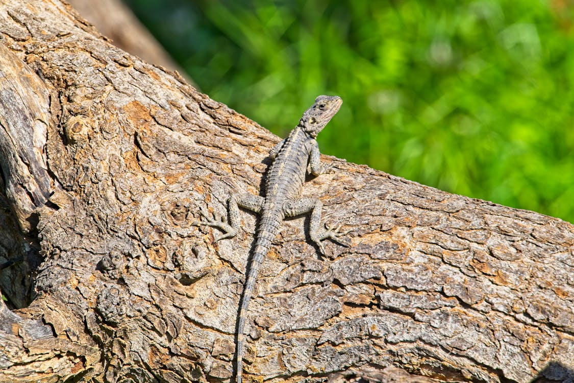 Close Up of Lizard on Tree