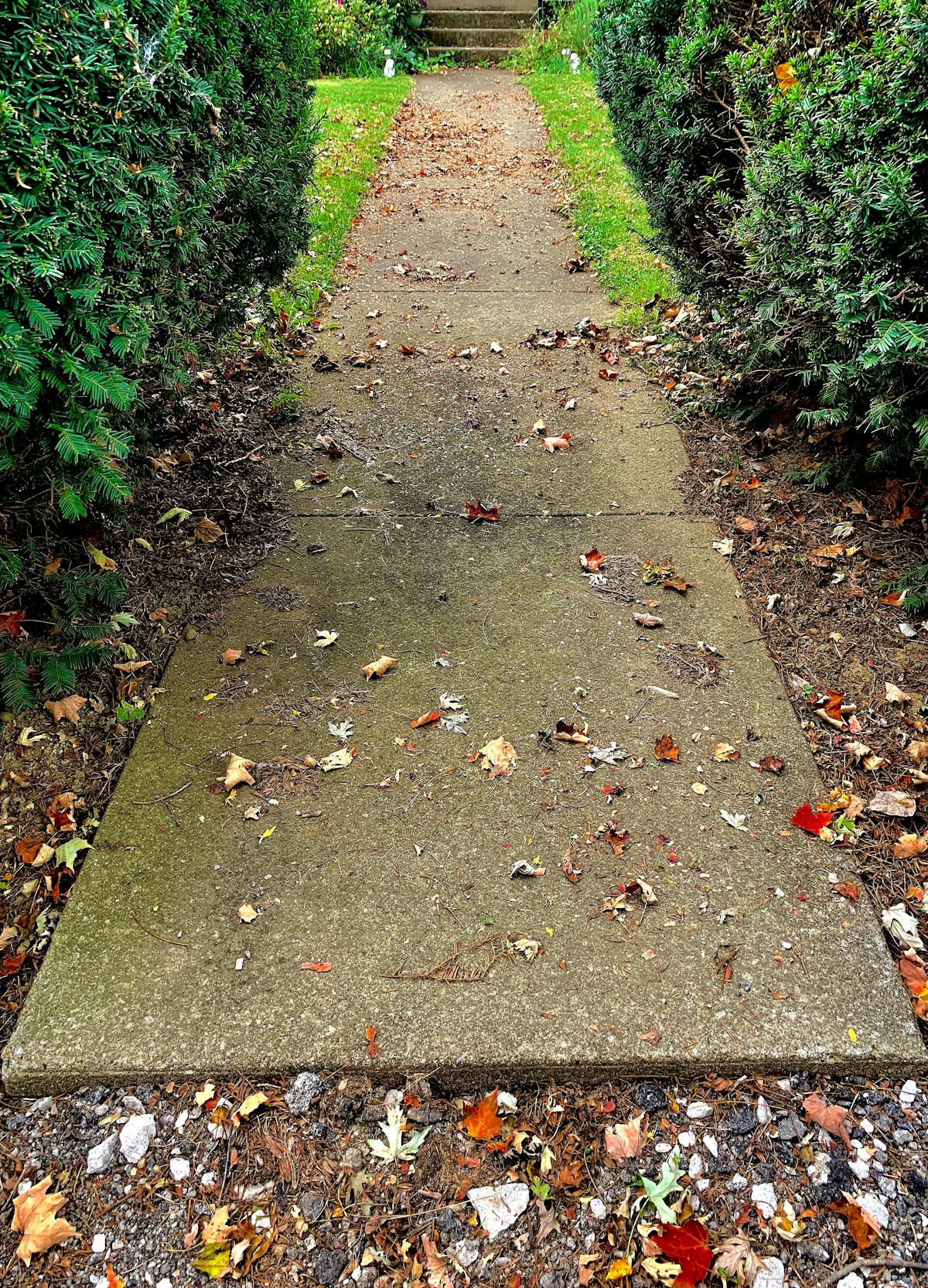 Watering Best Practices for a Thriving Garden