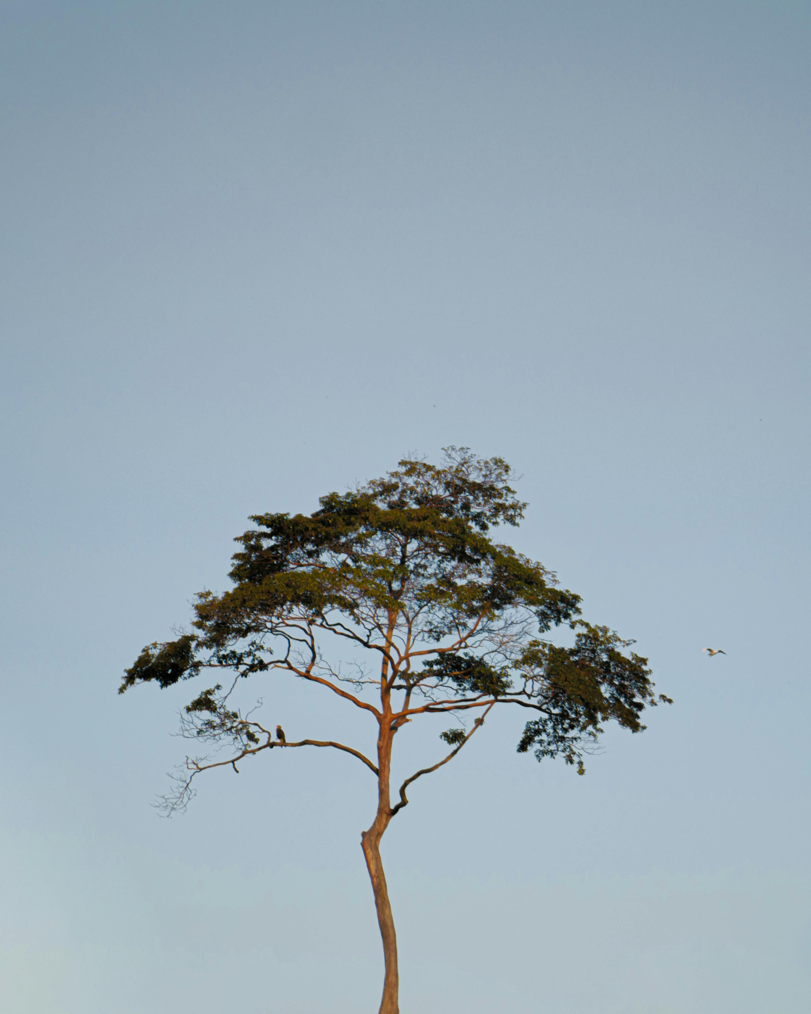 Tall tree reaching into the vast blue sky in Bolivia, captured vertically.
