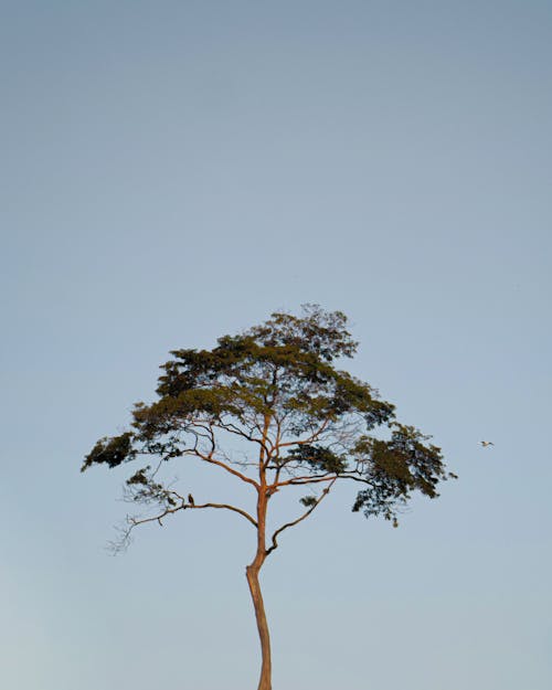 A Tree Under the Blue Sky 