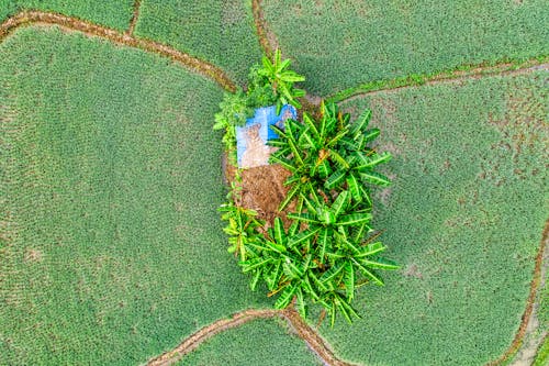 Aerial view of green fields with plantations near palms and plants with small hut in summer day in nature
