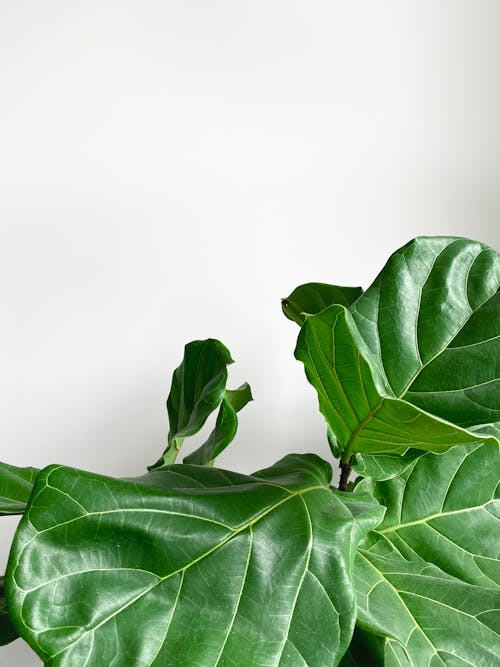 Fleshy Leaves against White Background