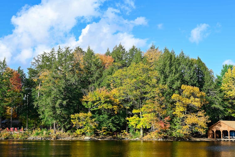 Forest On Riverbank In Autumn