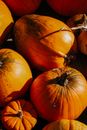 Ripe Pumpkin Harvest 