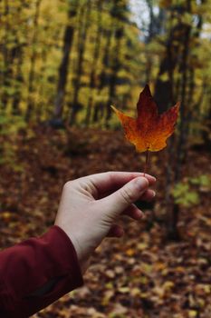 A hand holding a vibrant maple leaf in an autumn forest with blurred background.