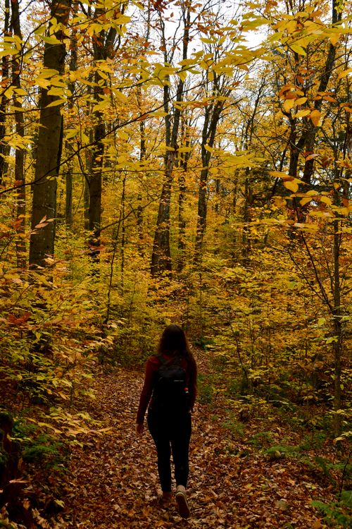 Free A woman walks along a scenic autumn trail with vibrant yellow leaves surrounding her in a peaceful forest. Stock Photo