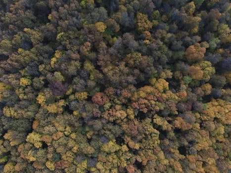 Discover the vibrant colors of an autumn forest in Bashkortostan from above.