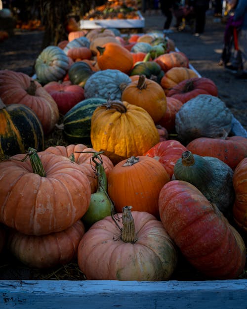 Ripe pumpkins on urban market