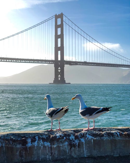 Seagulls on seashore against huge bridge