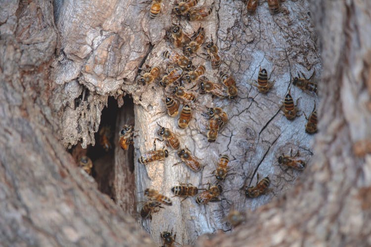 Brown Bees Nest On A Tree