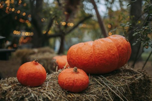 Free Warm autumn scene featuring vibrant pumpkins resting on hay bales outdoors. Stock Photo