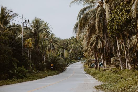 A quiet asphalt road in a tropical setting lined with lush palm trees, ideal for travel and nature themes.