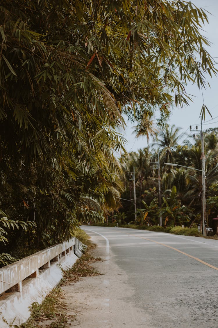 A Road In Between Green Palm Trees