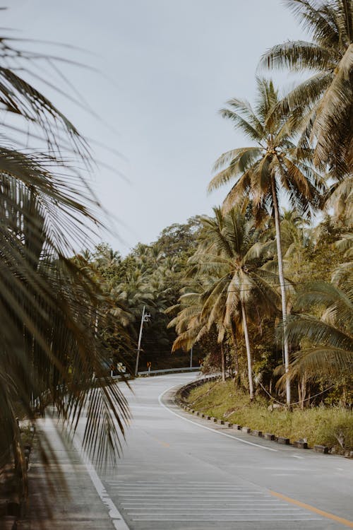 Road Among Palms 