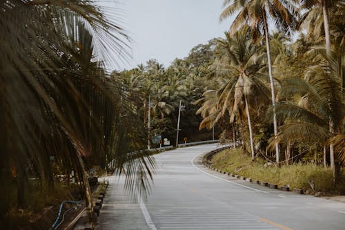 Green Palm Trees Beside Gray Concrete Road