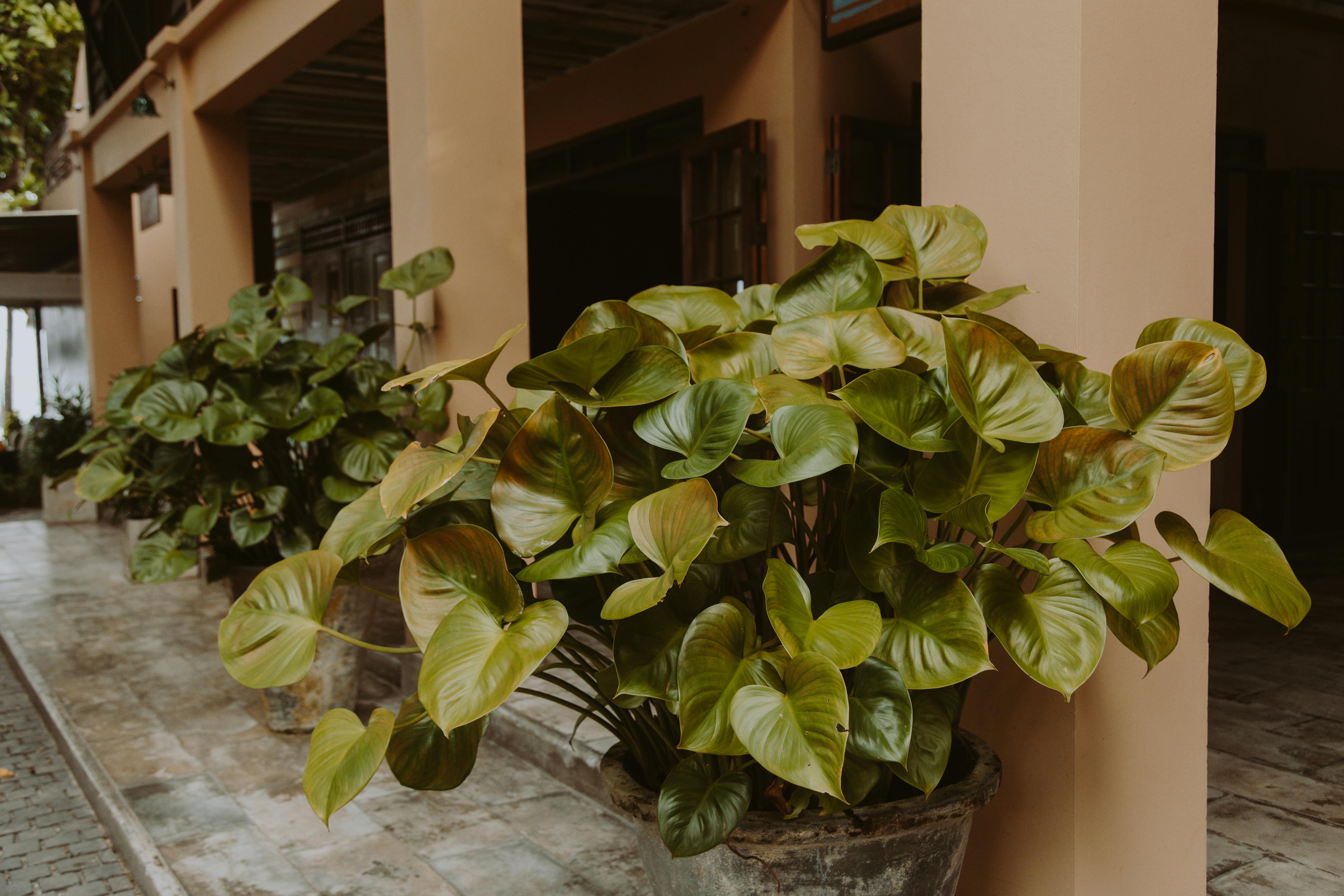 lush philodendrons in pots in front of the hotel entrance