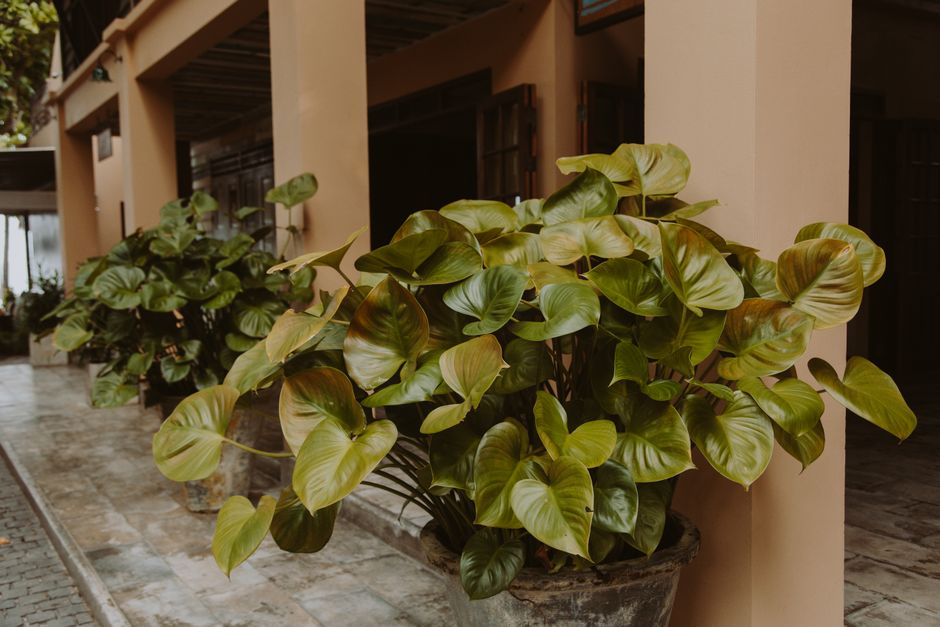 A beautiful entrance with lush philodendron plants in large pots, creating a tropical atmosphere.