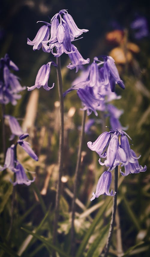 Kostnadsfri bild av blommor, blomning, delikat