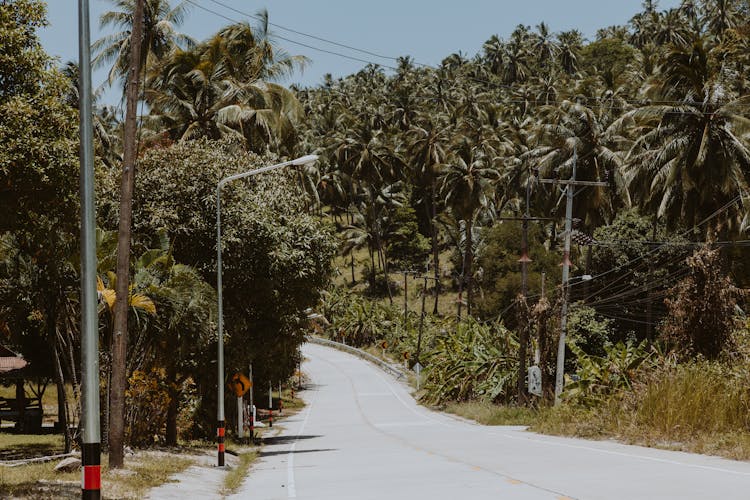 Empty Road Between Coconut Trees