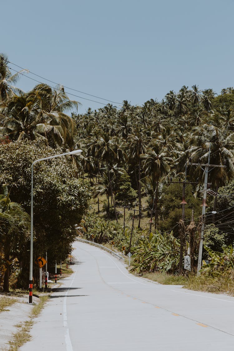 An Empty Road Between Green Trees