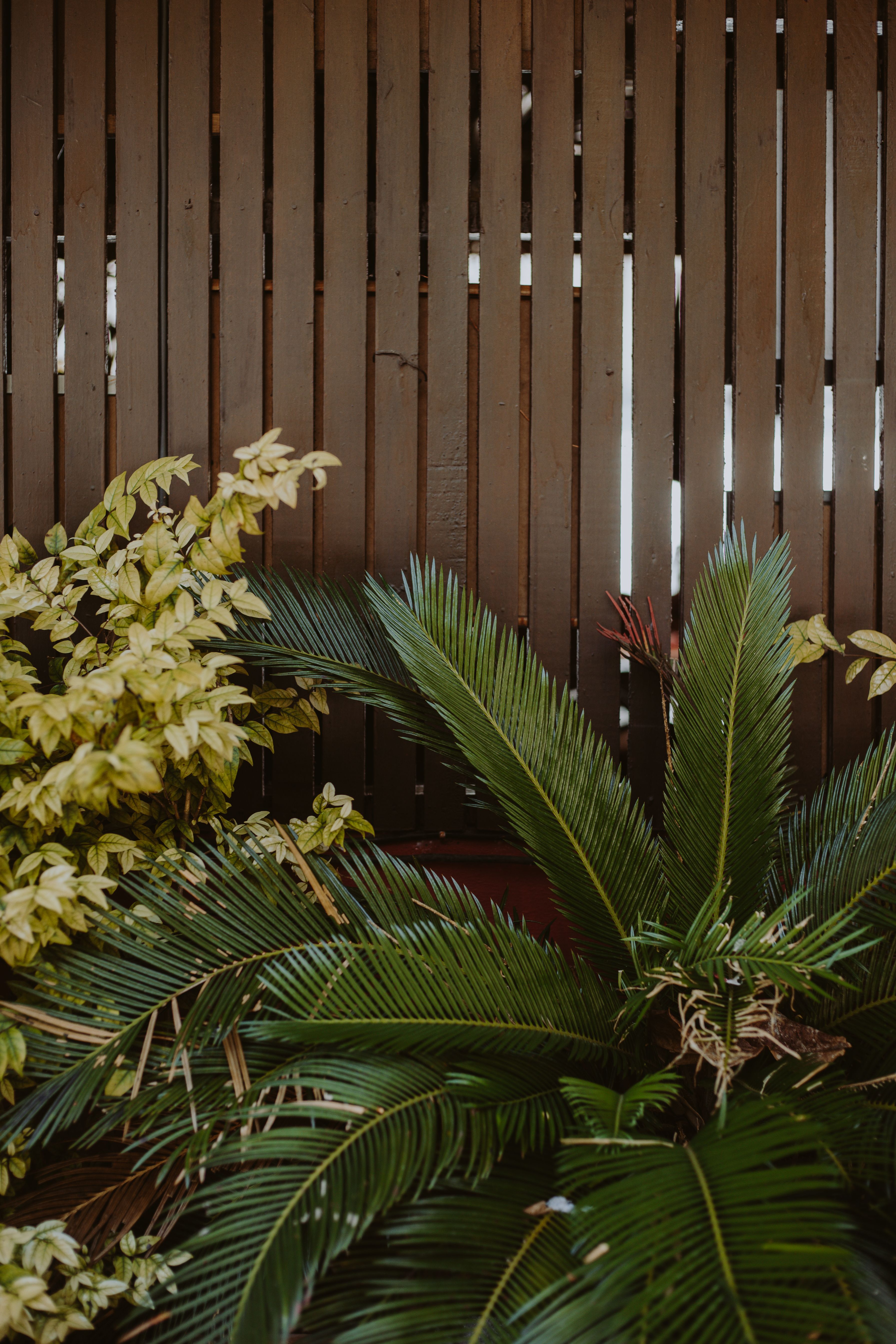 Cycas revoluta