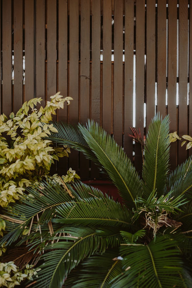 Plants Beside Brown Wooden Fence