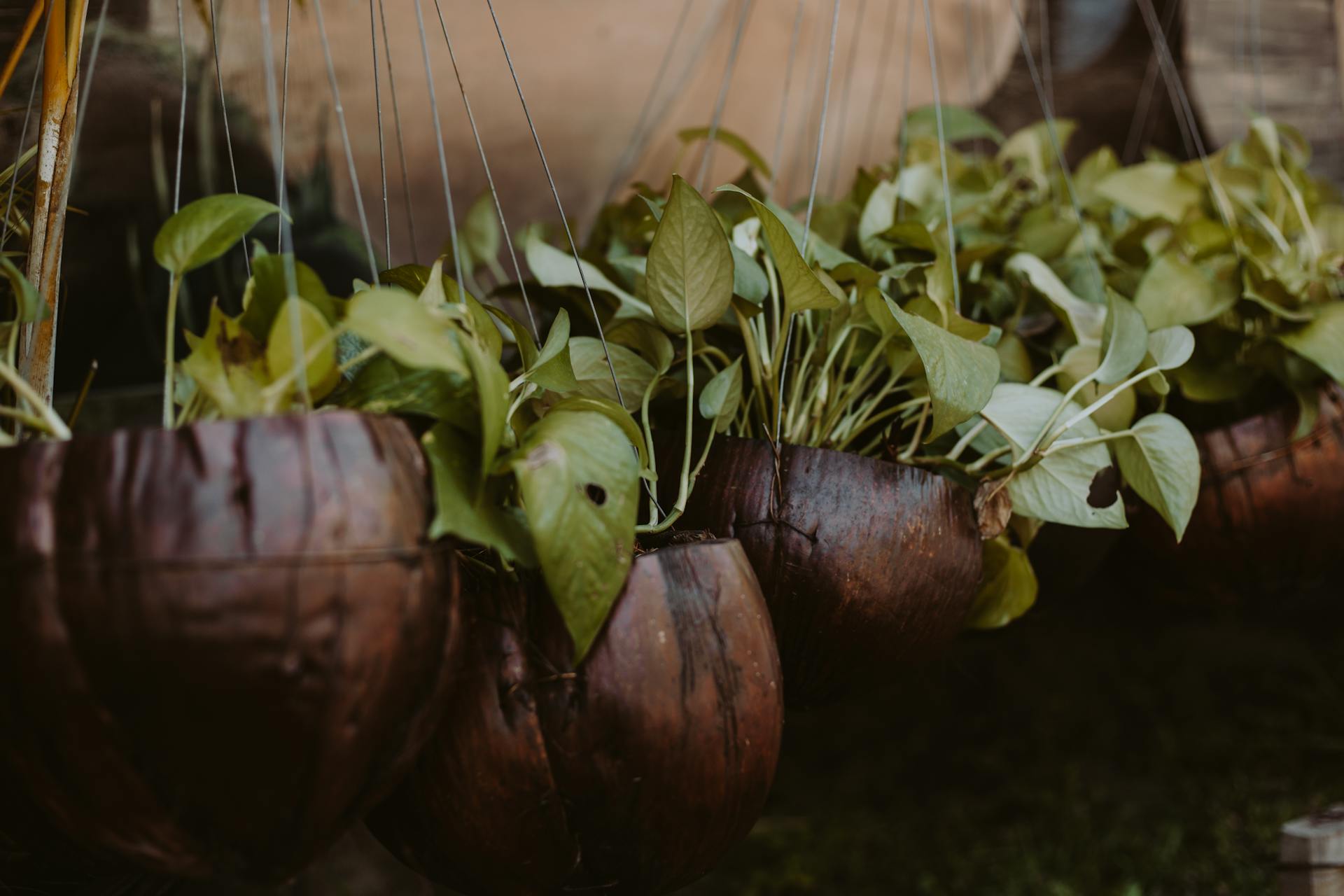 Green Pothos in Recycled Coconut Shells