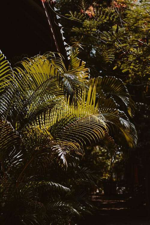 Základová fotografie zdarma na téma džungle, exotický, kapradina